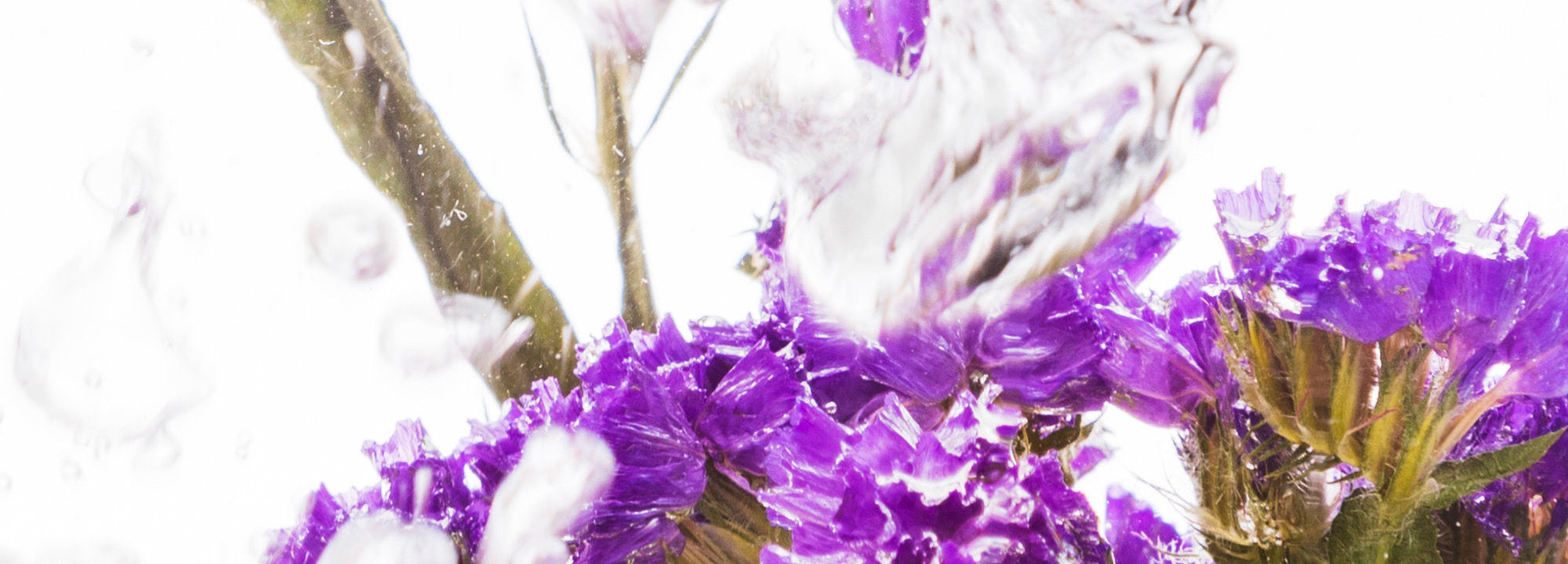 Bakuchiol: Nature’s Retinol