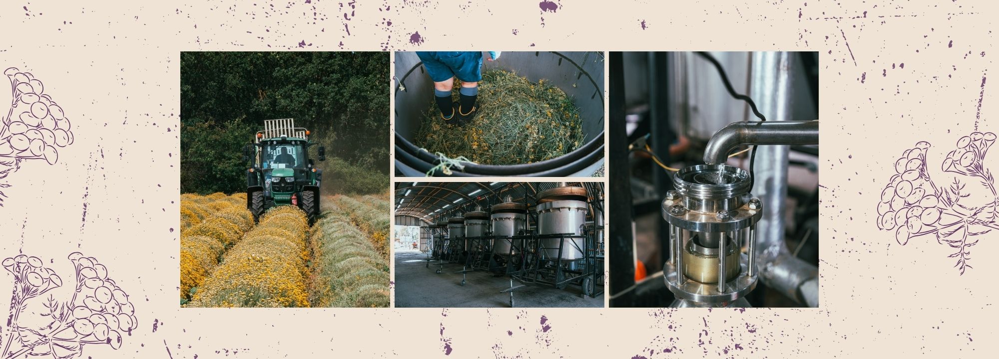 The Craft of Steam Distillation: Pure Botanicals for Your Skin