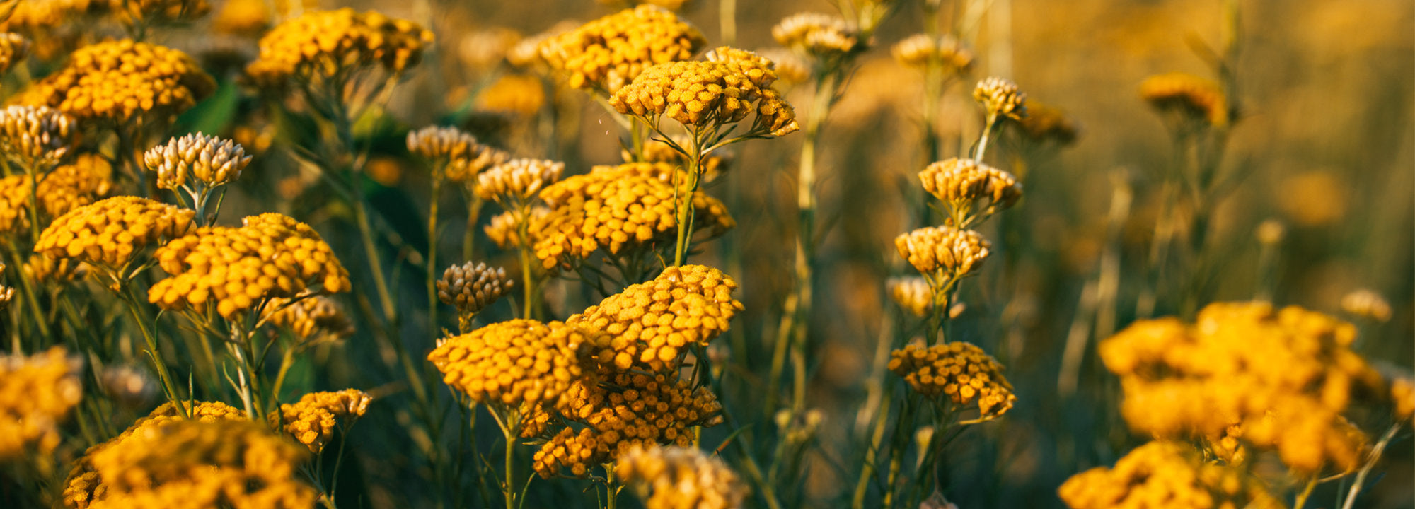 Immortelle: Nature’s Secret