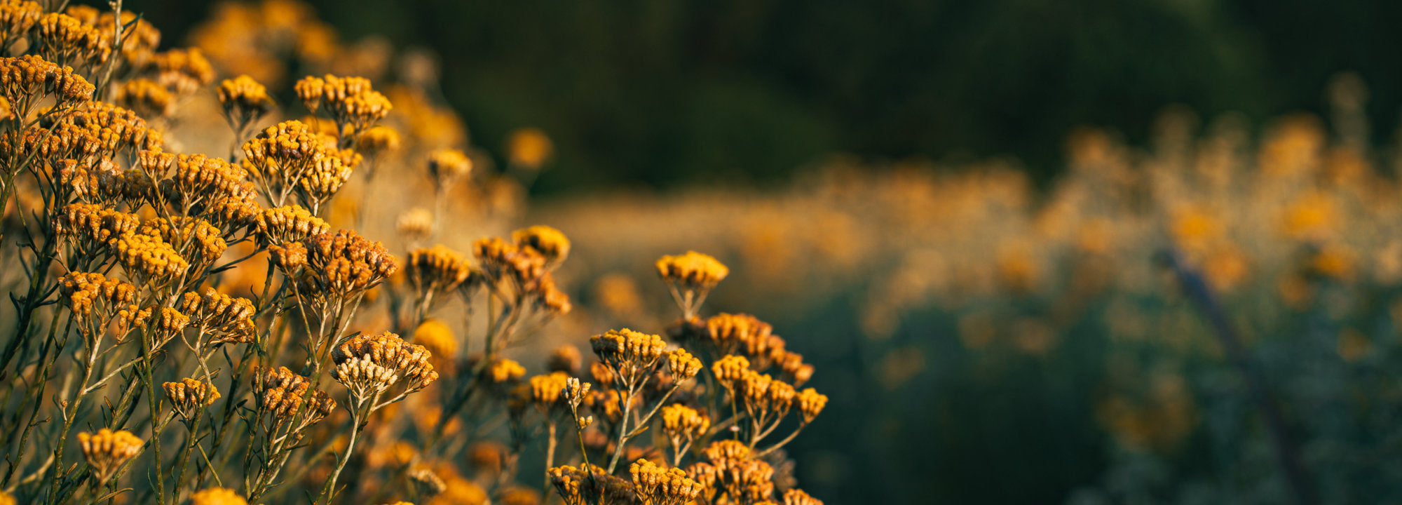 close up of Immortelle flowers with a blurred background