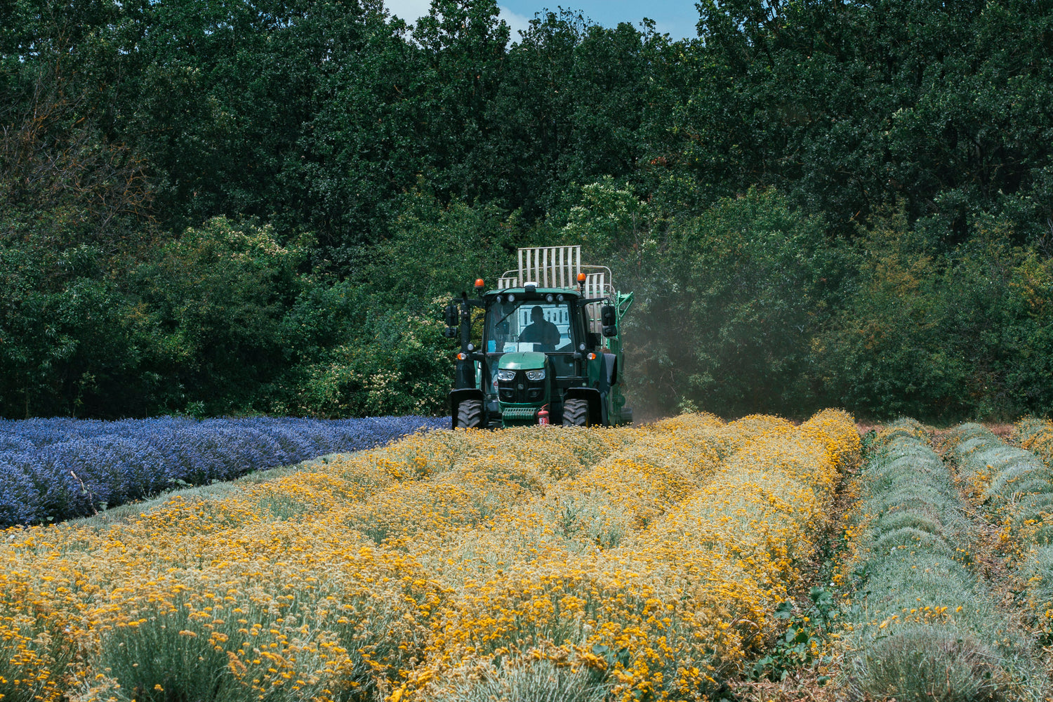 Immortelle harvesting