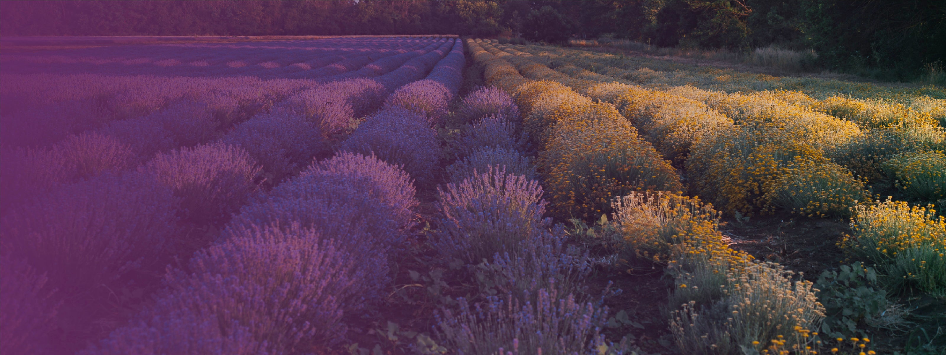 Campo biologico di elicriso italico e lavanda per cosmetici naturali Ninfa Skincare