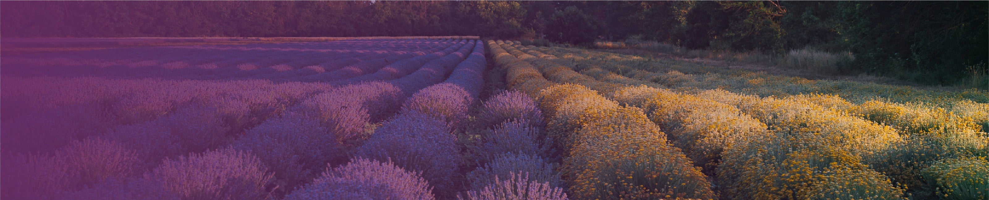 Campo biologico di elicriso italico e lavanda per cosmetici naturali Ninfa Skincare