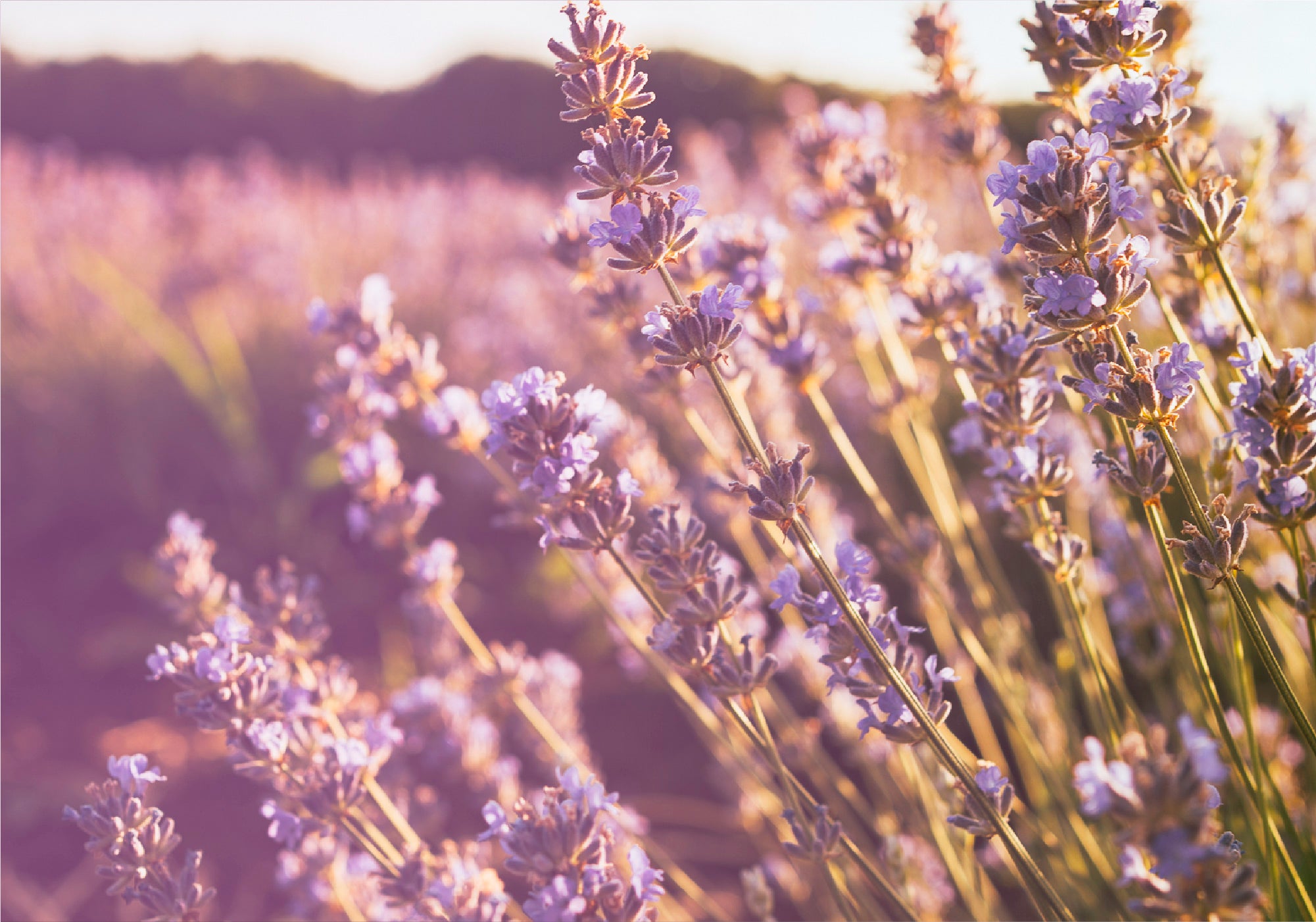 Primo piano di fiori di lavanda biologica per cosmetici naturali Ninfa Skincare
