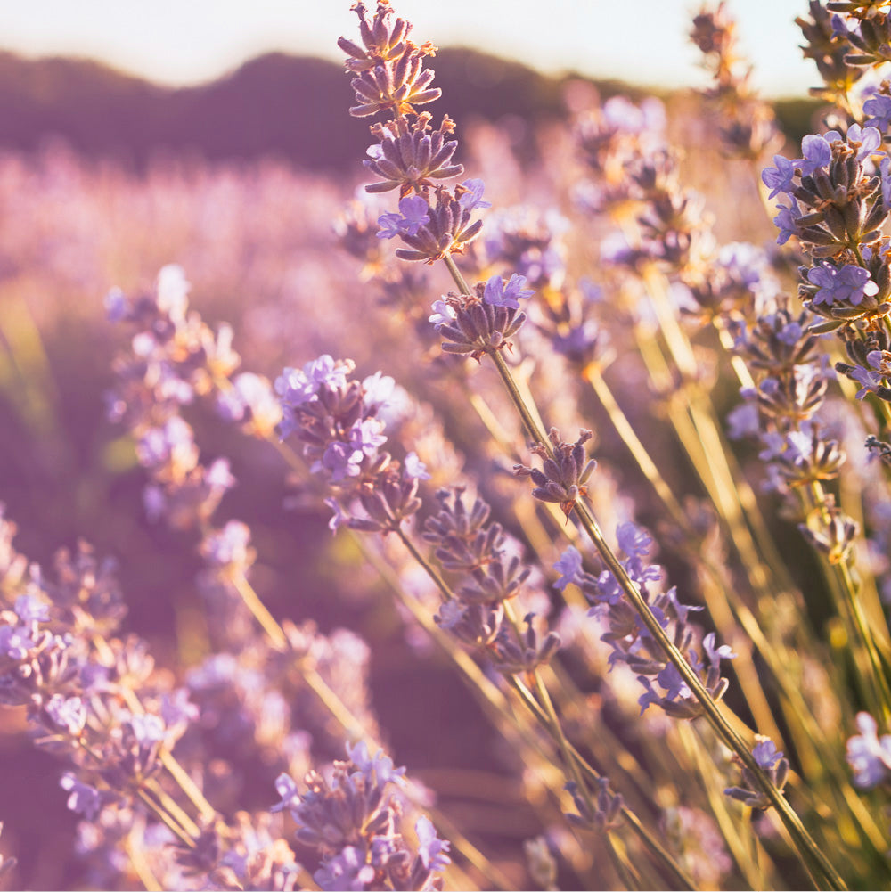 Primo piano di fiori di lavanda biologica per cosmetici naturali Ninfa Skincare